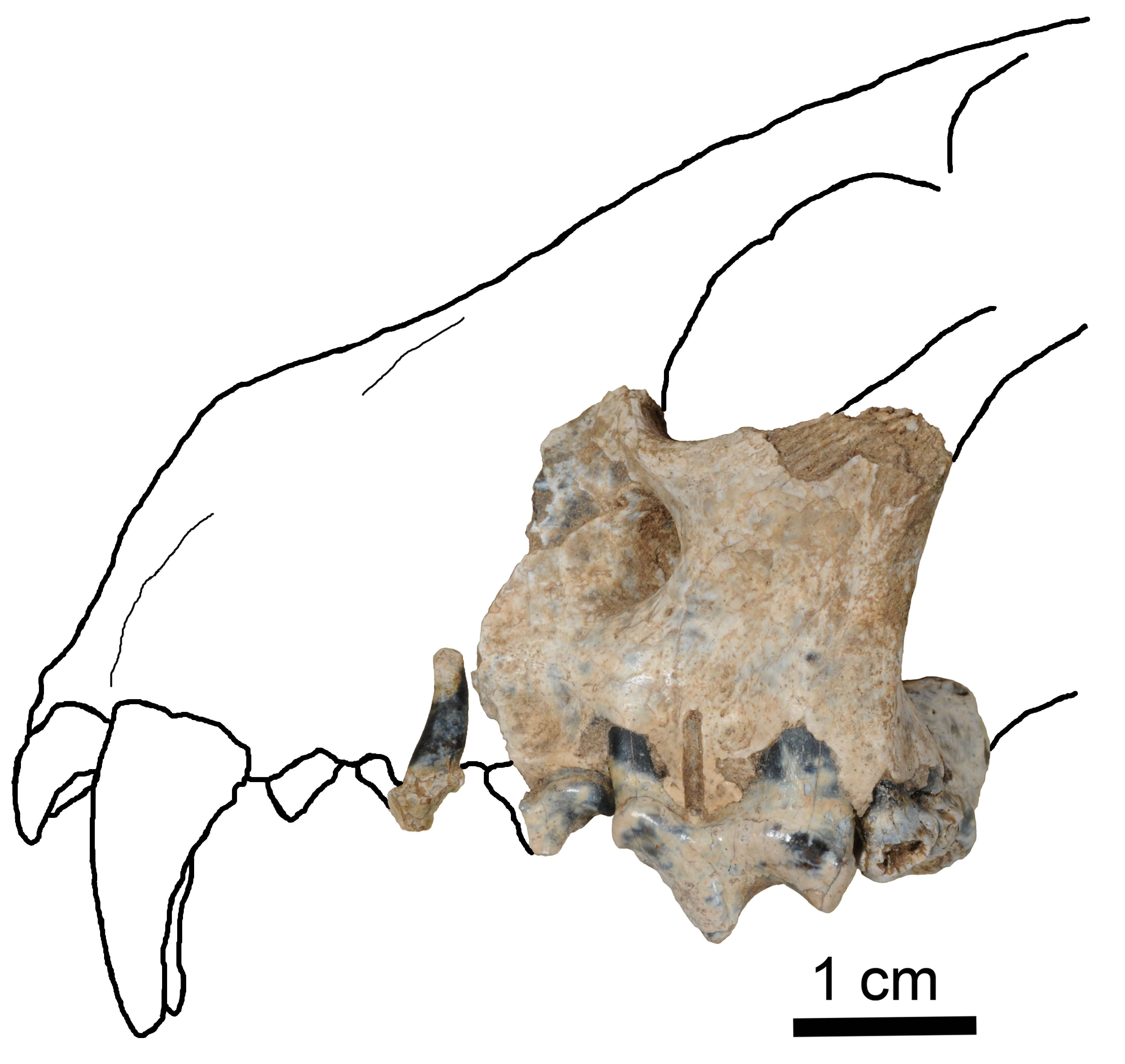 Fisher Fossil
