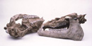 Image of  fossilized amynodont skulls.