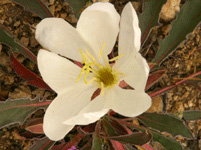 primrose