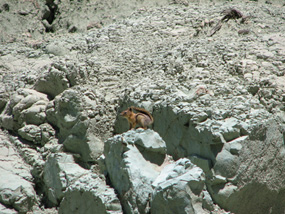 Image of a golden mantled squirrel on some green claystone.