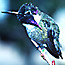 Link to birding information