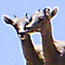 Link to mammal species list