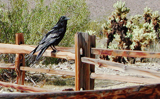 Raven perched on the fence at the Cholla Cactus Garden