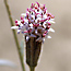 Link to wildflowers
