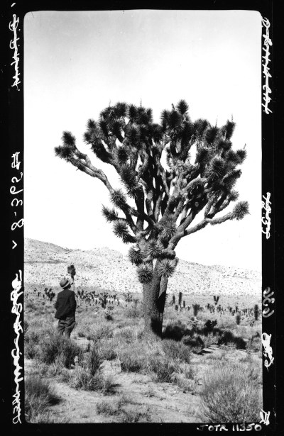 a black and white photo of a person looking up at a joshua tree