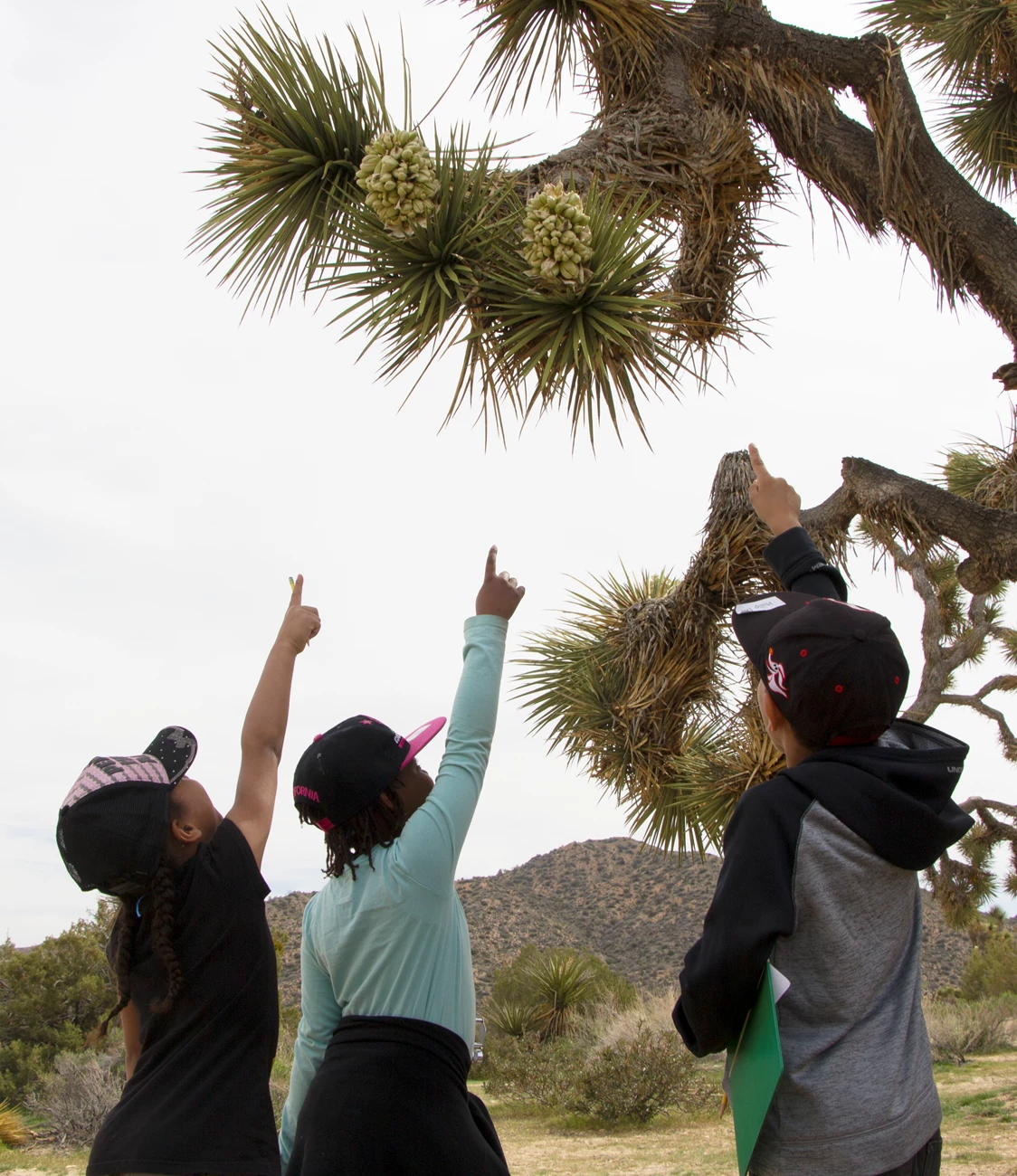 Junior rangers exploring Three young kids standing pointing up at a Joshua tree.