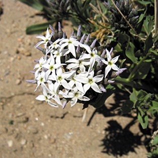 Color photo of a bunch of star-shaped white flowers with blue-purple tinge on the tips.