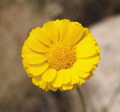 Color photo of a close up of a many-petaled yellow flower.