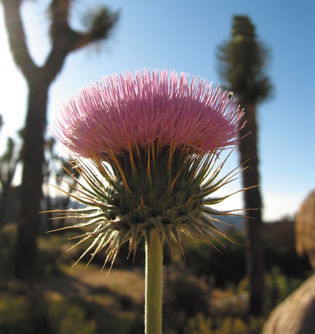 Bright pink thistle flower on spikey green head with Joshua trees in the background.