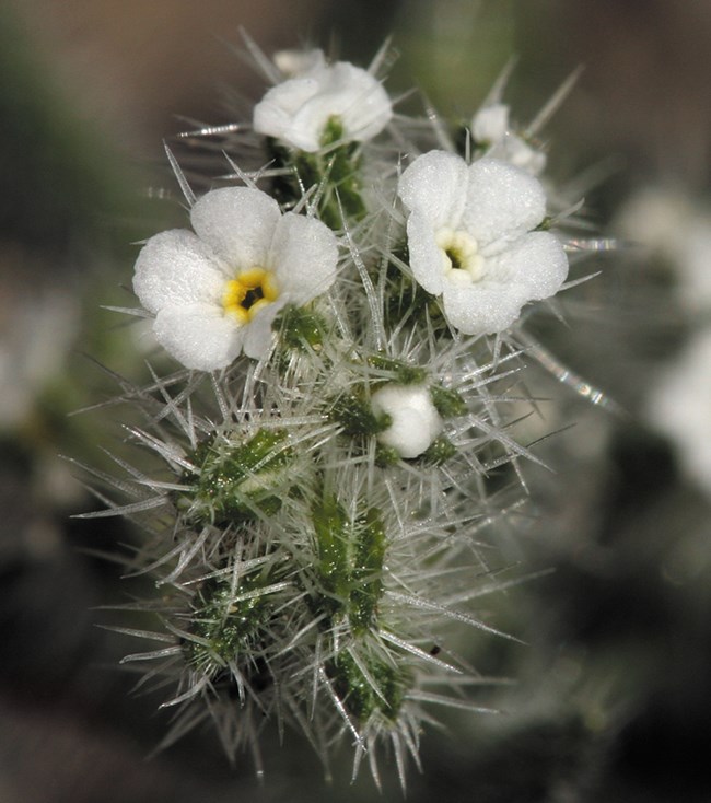 Color photo of small white flowers surrounded by clear spines. Photo: Steve Matson