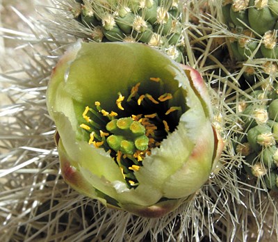 Single white-greenish flower with a green and yellow center on a spiny cactus base.