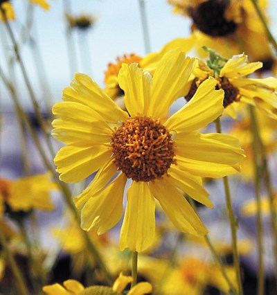 Color photo of a large yellow flower with dark yellow center.