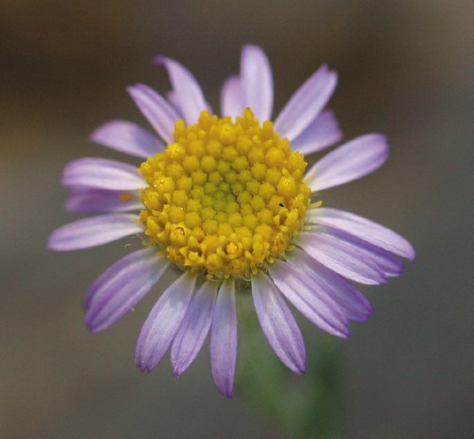 Purple-petaled flower with a yellow head.