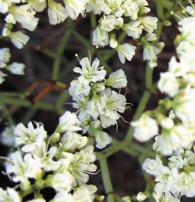 Color photo of a number of small white flowers in bunches.