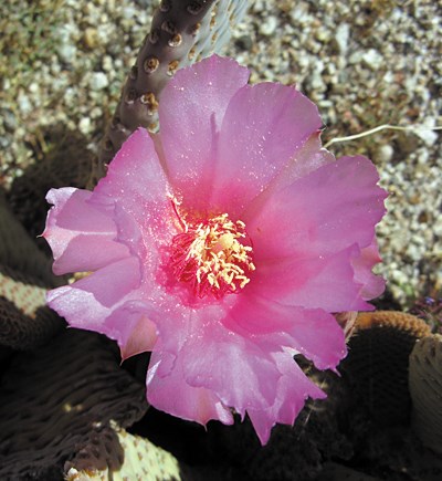 Color photo of a large, light pink flower.
