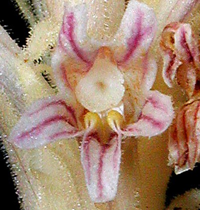 Species Closeup