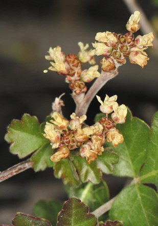 Close-up photo of small flower buds surrounded by green leaves on a twig. Photo: Steve Matson