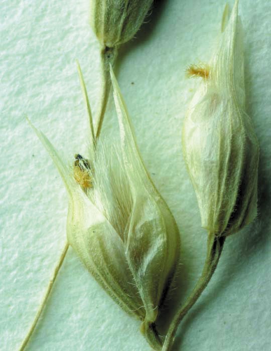 Color photo of white flowers that look like seed pods.