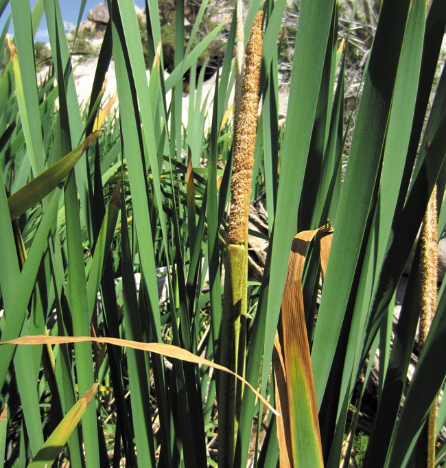 Color photo of tall reeds and a center brown cattail.