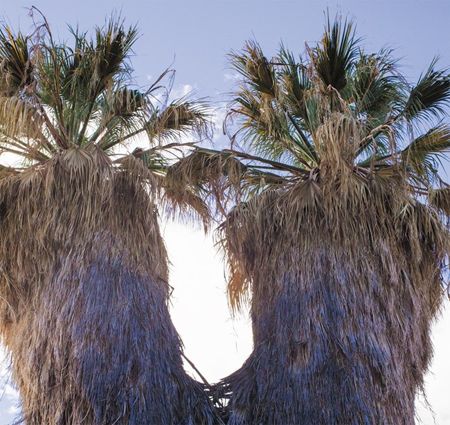 Tall shaggy palm tree.