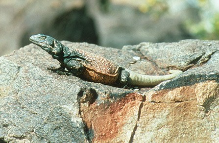 western chuckwalla basking on a rock outcrop