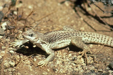 desert iguana