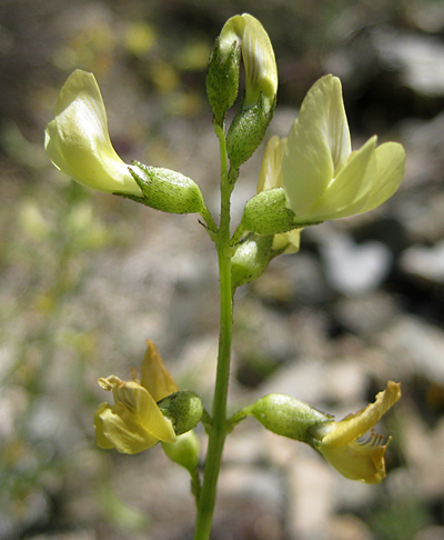 Species Closeup