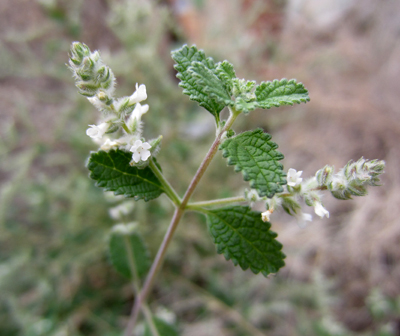 Species Closeup