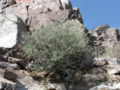 Species Habitat