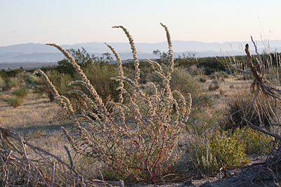 Species Habitat