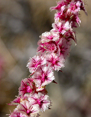 Species Closeup