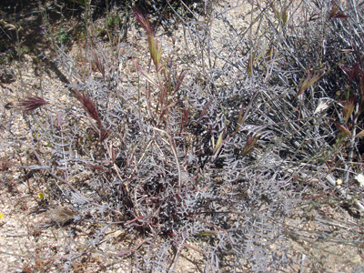 Species Habitat