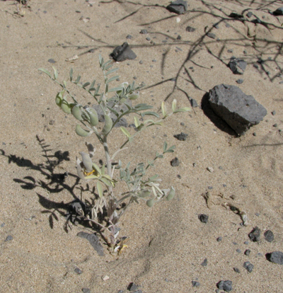 Species Habitat