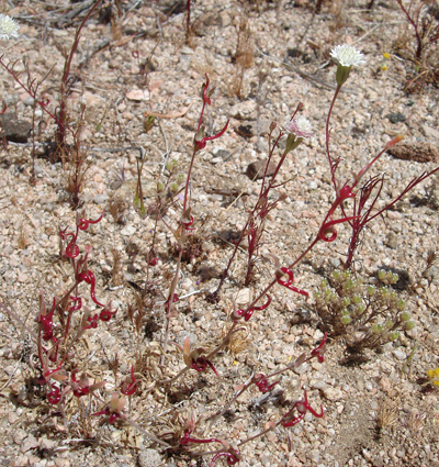 Species Closeup