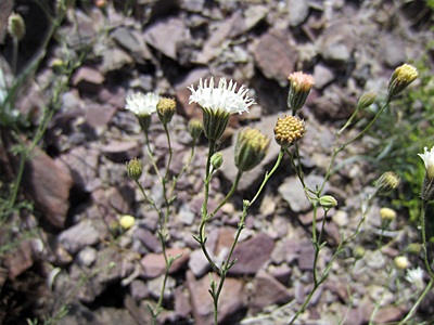 Species Closeup