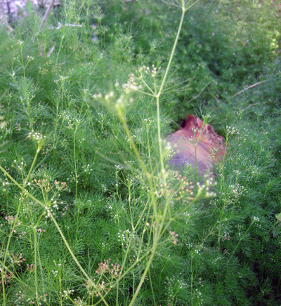 Species Habitat