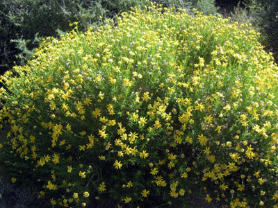 Species Habitat
