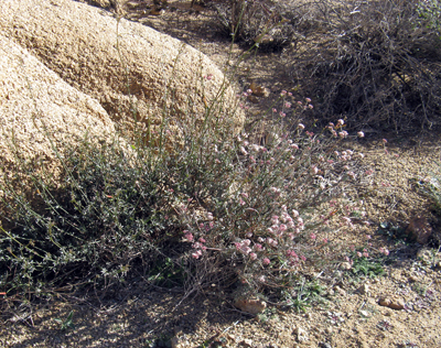 Species Habitat