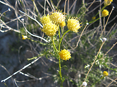 species closeup