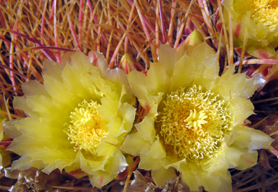 Species Closeup