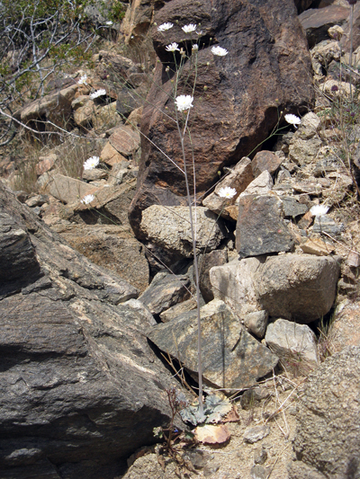 Species Habitat