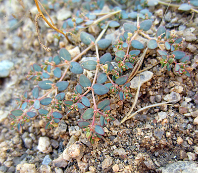 Species Closeup