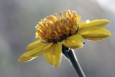 Species Closeup