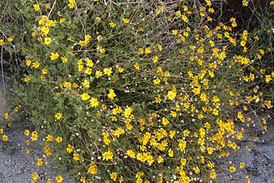 Species Habitat