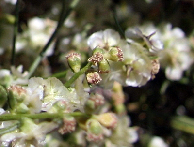 Species Closeup