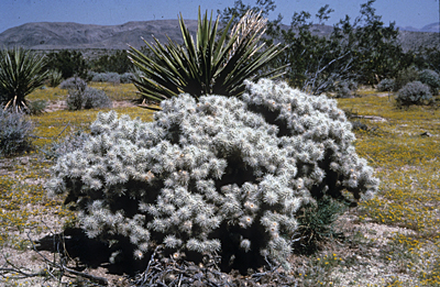 Species Habitat
