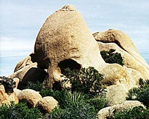 rock skull joshua tree national park jotr planyourvisit nps gov