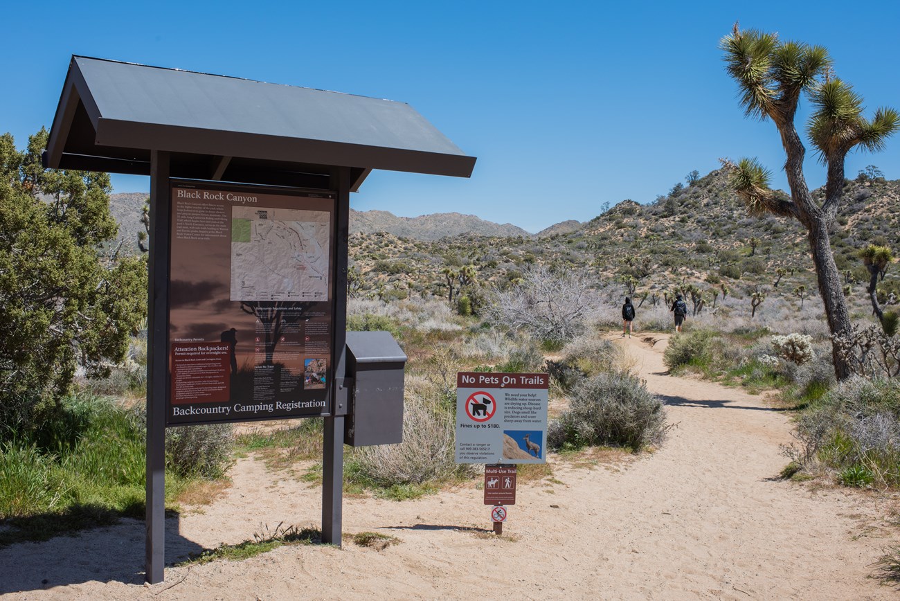 The Black Rock Backcountry information board is in the foreground on the left. Hikers and a Joshua Tree are seen on the background on the right.