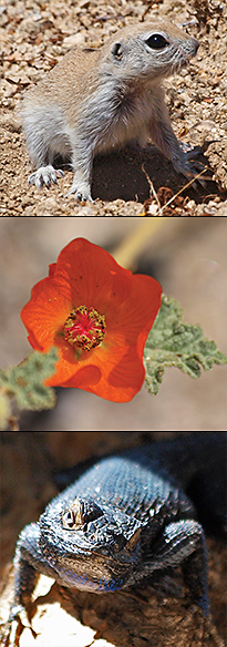 Round-tailed ground squirrel, globe mallow, and Great Basin fence lizard