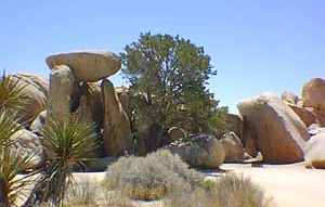 Joshua Tree Location